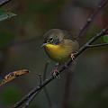 Warbler in Shadows