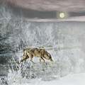 Coyote On A Winter Night