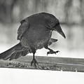 Raven Boogie